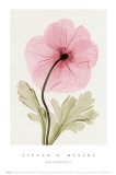 Iceland Poppy I Póster por Steven N. Meyers Iceland Poppy I Póster por Steven N. Meyers