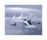 Orcas in Northern Waters Prints by David Jean