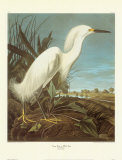 Snowy Heron or White Egret Affiches par John James Audubon