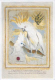 Fanako le Cacatoes Prints by Pascal Cessou