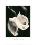 Two Callas Poster by Imogen Cunningham Two Callas Poster by Imogen Cunningham