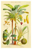 Plants Used As Food Prints by William Rhind