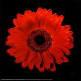 Gerbera Posters par Mitch Ostapchuk