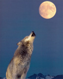 Gray Wolf Howling at Moon Lámina