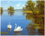 Swans on the Lake Posters by Slava 