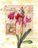 Amaryllis 1 Poster von G.p. Mepas