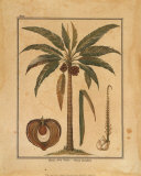 Cocoa Nut Palm Prints by Rebecca 