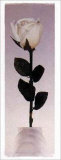 Rosa de tallo largo Pósters por Dick & Diane Stefanich Rosa de tallo largo Pósters por Dick & Diane Stefanich