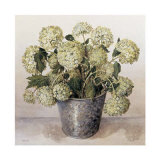 Gelder Rose in Florist Vase Posters