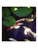 Water Angels Photographic Print by Jenphotoart 