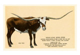 Texas Long Horn Steer, Art Print