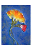 Carnation Giclee Print by Marcella Rose