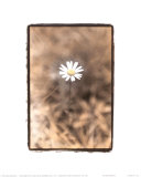Wildflower II Kunstdrucke von Troy Kendal