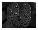 Droplets Photographic Print by Jeremy Byers