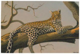 Lounging Leopard Poster by Clive Kay