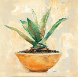 Aloe Láminas por Laurence David