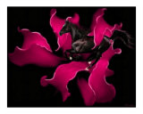 The Black Photographic Print by Bill Stephens