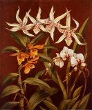 Orchid Trio I Art by Rodolfo Jimenez
