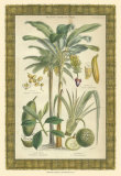 Palmeras de bambú II Láminas