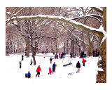 Snow Sledding in Central Park Wydruk giclee autor New Yorkled