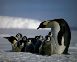 Pingüinos Pósters Pingüinos Pósters