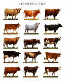 Cows (Les Vaches) Poster