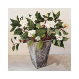 Dogwood Posters by Galley 