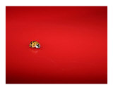 Ma petite coccinelle en train de filer Photographie par Allison Saurino