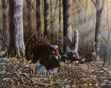 Wild Turkeys Print by Wilhelm J. Goebel