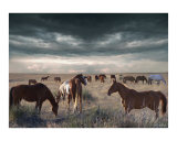 Horses Forever Photographic Print by Bill Stephens