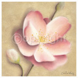 Apple Blossom I Affiches par Caroline Wenig