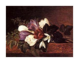 Crocii and Snowdrops on Marble Ledge Prints by Johan Laurentz Jensen