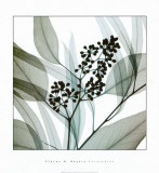 Steven N. Meyers - Eukalyptus Obrazy Steven N. Meyers - Eukalyptus Obrazy