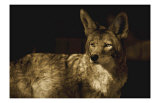 Coyotee West Giclee Print by Jim Tunell