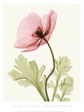 Steven N. Meyers - Iceland Poppy II Umělecké plakáty Steven N. Meyers - Iceland Poppy II Umělecké plakáty