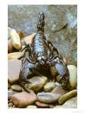 Scorpion Photographic Print by David M. Dennis