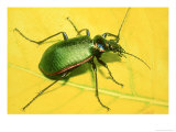 Caterpillar Hunter Beetle Photographic Print by David M. Dennis