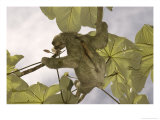 Three-Toed Sloth, Feeding, Costa Rica Photographic Print by David M. Dennis