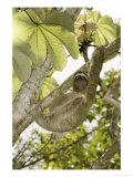 Three-Toed Sloth, Quepos, Costa Rica Photographic Print by David M. Dennis