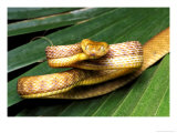 Brown Tree Snake, Boiga Irregularis Photographic Print by David M. Dennis