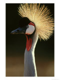 West African Crowned Crane, Balearica Pavonina Pavonina 写真プリント - Brian・Kenney