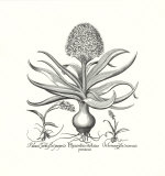 Hyacinthus Prints