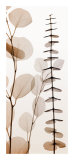 Eucalypti I Kunst af Steven N. Meyers