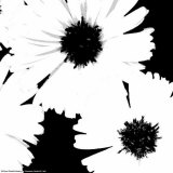 Daisies I Art by Patti Socci