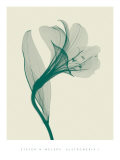 Alstromeria I Poster by Steven N. Meyers