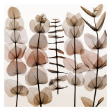 Eucalypti II Posters par Steven N. Meyers