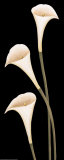 Calla Lilies on Black Lámina por Maria Girardi Calla Lilies on Black Lámina por Maria Girardi