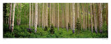 Site 43 Affiches par Susan Drinker
