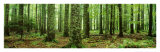 Rain Forest Prints