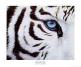 Blue Eyes Poster von Lucie Bilodeau